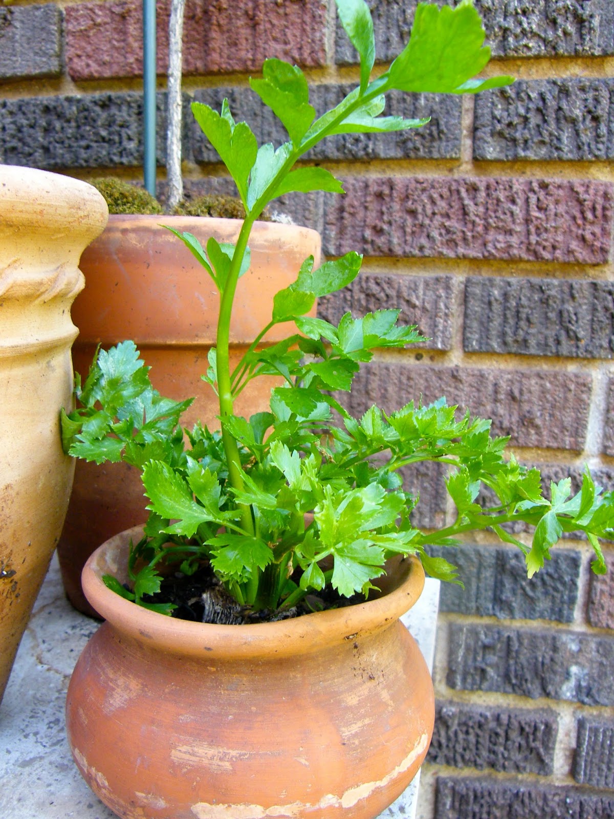 P O T A G E R Kitchen Scrap Gardening