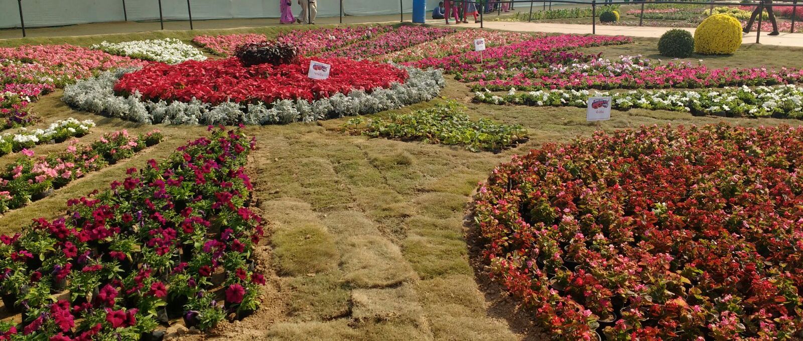 Flower Show 2016 Ahmedabad Green Ahmedabad