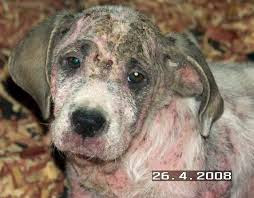 Rgm S Pets House الجرب في الكلاب وأنواعه والوقايه منه والعلاج