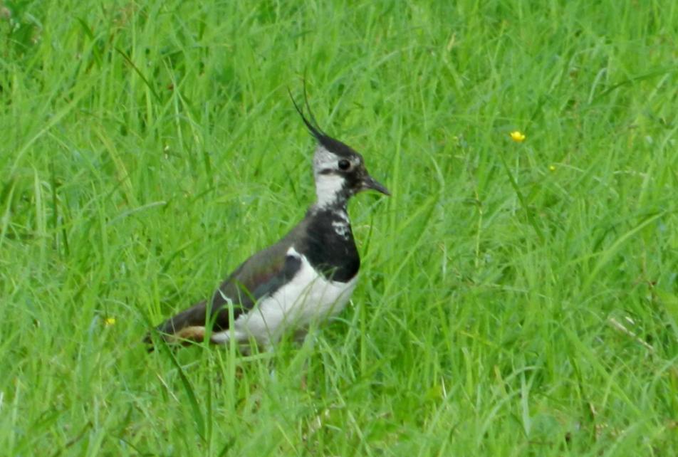 BIRDS PAINTINGS by MICHAŁ MOLICKI CZAJKA