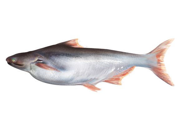 Is Basa Fish Good For Dogs Is Basa Fish Good For Dogs