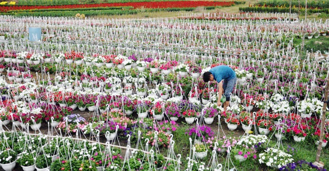 [Image: Dep-nhu-tranh-voi-canh-dong-hoa-xuan-o-Sai-Gon-7.jpg]