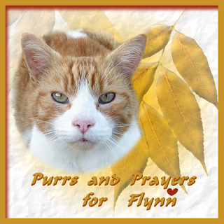 Purrs for Flynn