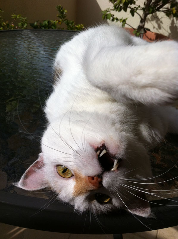 Life in the Middle East Cats Are Not Pets