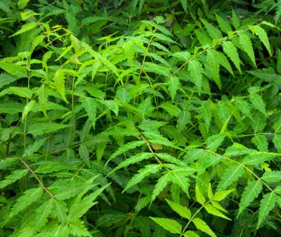Neem Leaves In English