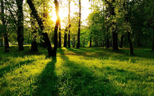 Beautiful Sun Rays in Green Forest HD Images
