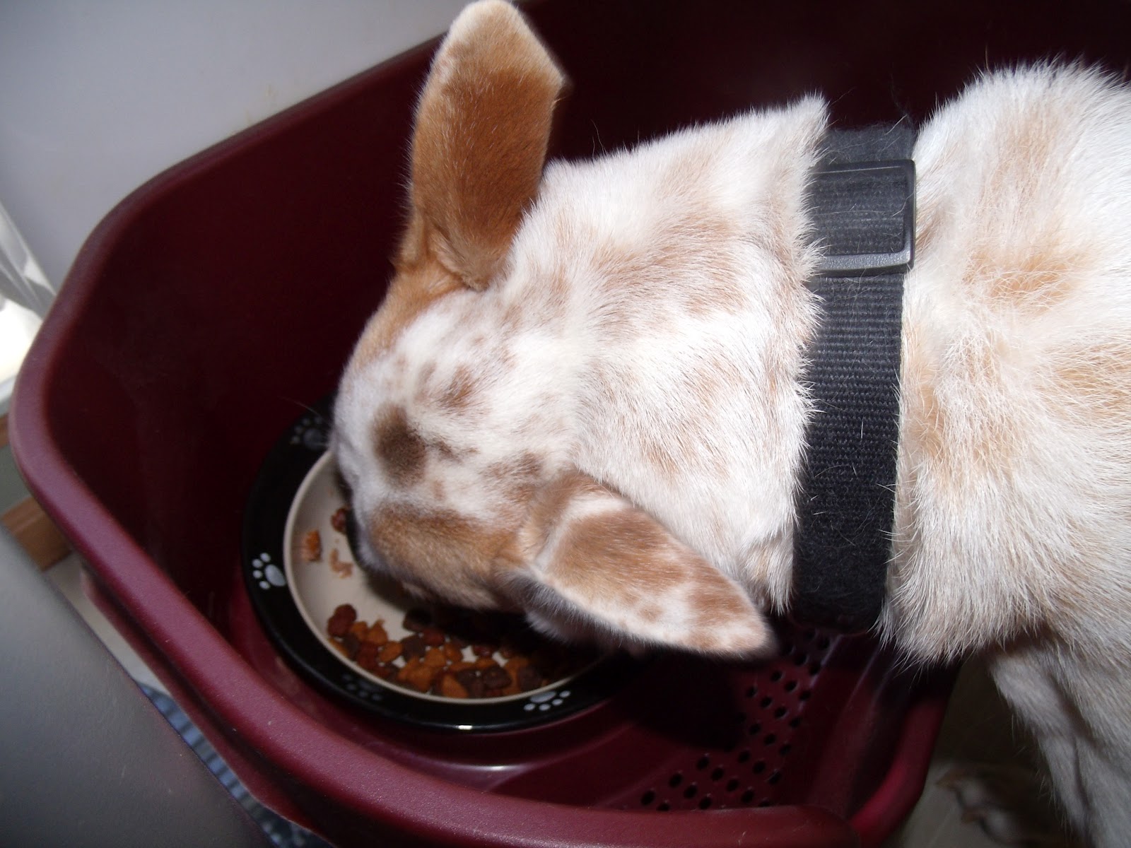 A Lucky Ladybug Evanger's Pet Food Review