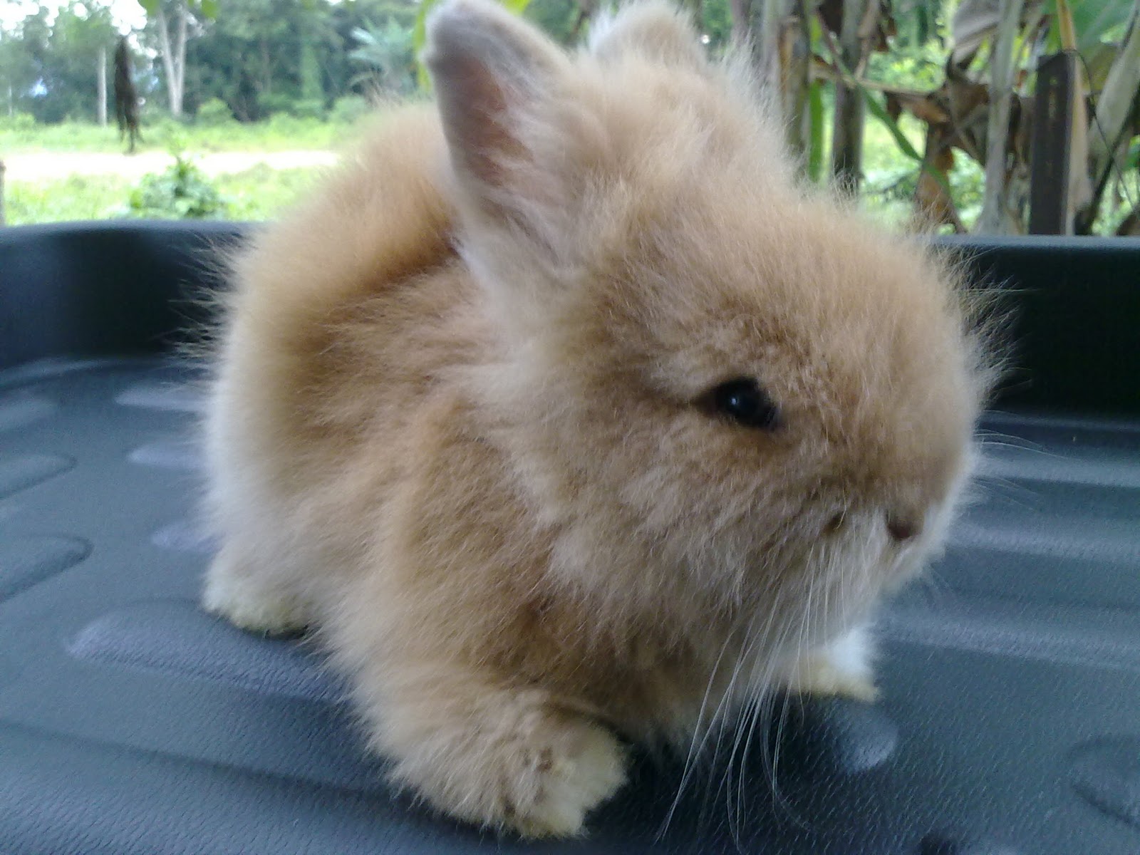 RABBIT JUNCTION : RABBIT, BUNNIES & ME: For Adoption