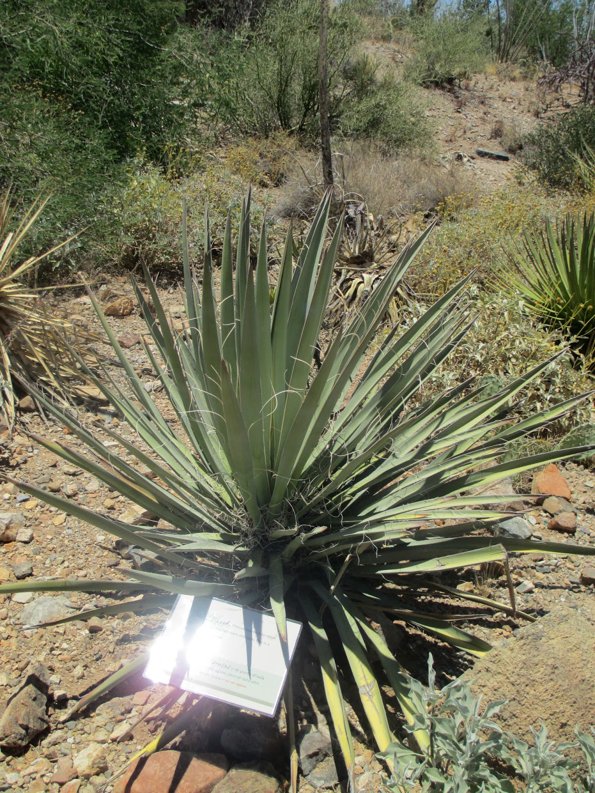 Homeschool Review Arizona Grassland Flora Arizona