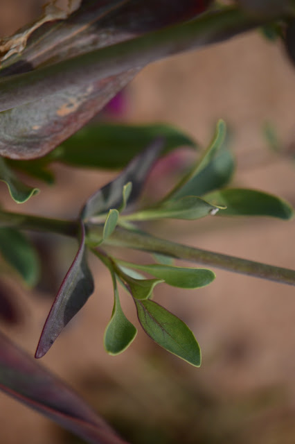 Penstemon parryi new foliage