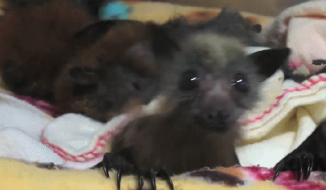 Funny animal gifs - part 112 (10 gifs), baby bat funny