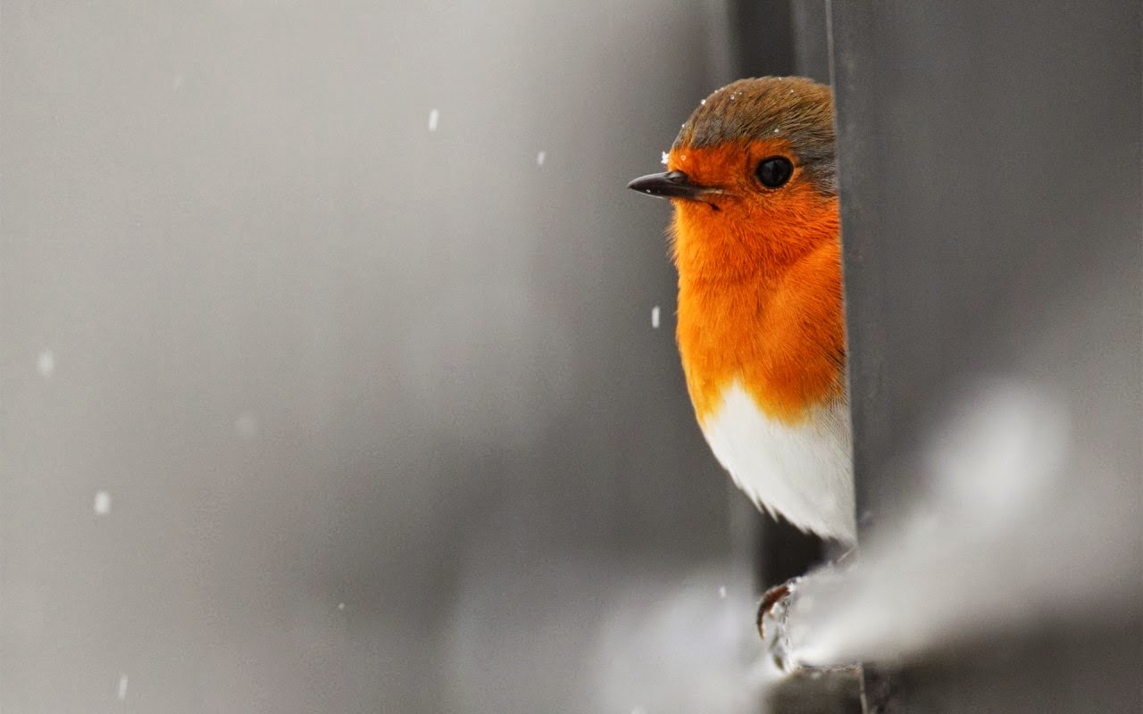 MyWords Bird says "I am Alone"