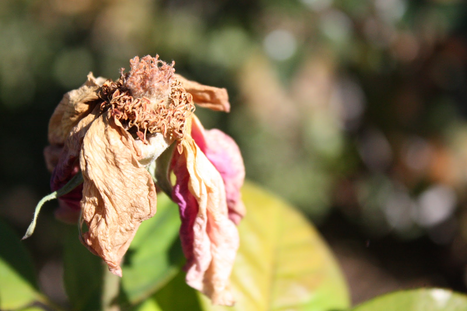T *pless Tuesday Garden #7 - Wendys Hat