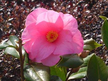 Camellia x williamsii 'Muskoka'