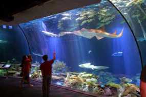 Tips Berwisata Ke Aquarium Agar Lebih Berkesan