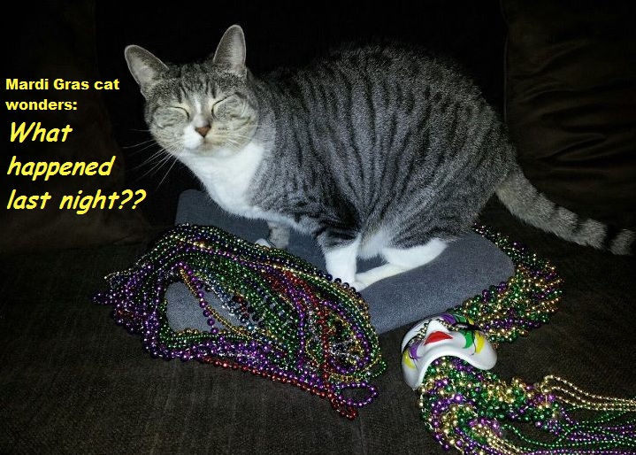 Image result for Fat cats Fat Tuesday