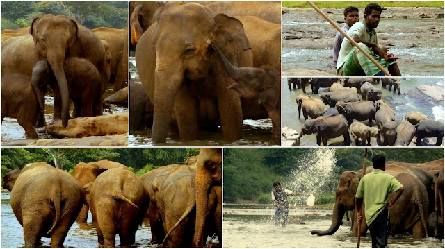 What to See in Sri Lanka - Pinnawala Elephant Orphanage - Elephants - Top 10 Places to Visit in Sri Lanka for 2013