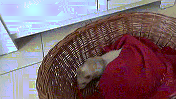 funny gifs, ferret and cat