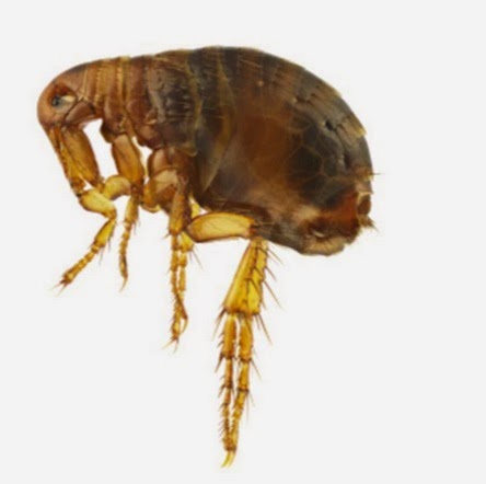 Picture Of a Flea Picture Of a Flea