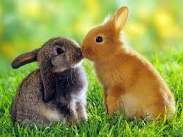 amor de conejos
