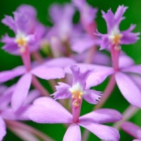 Orchid Care Information Epidendrum Orchids