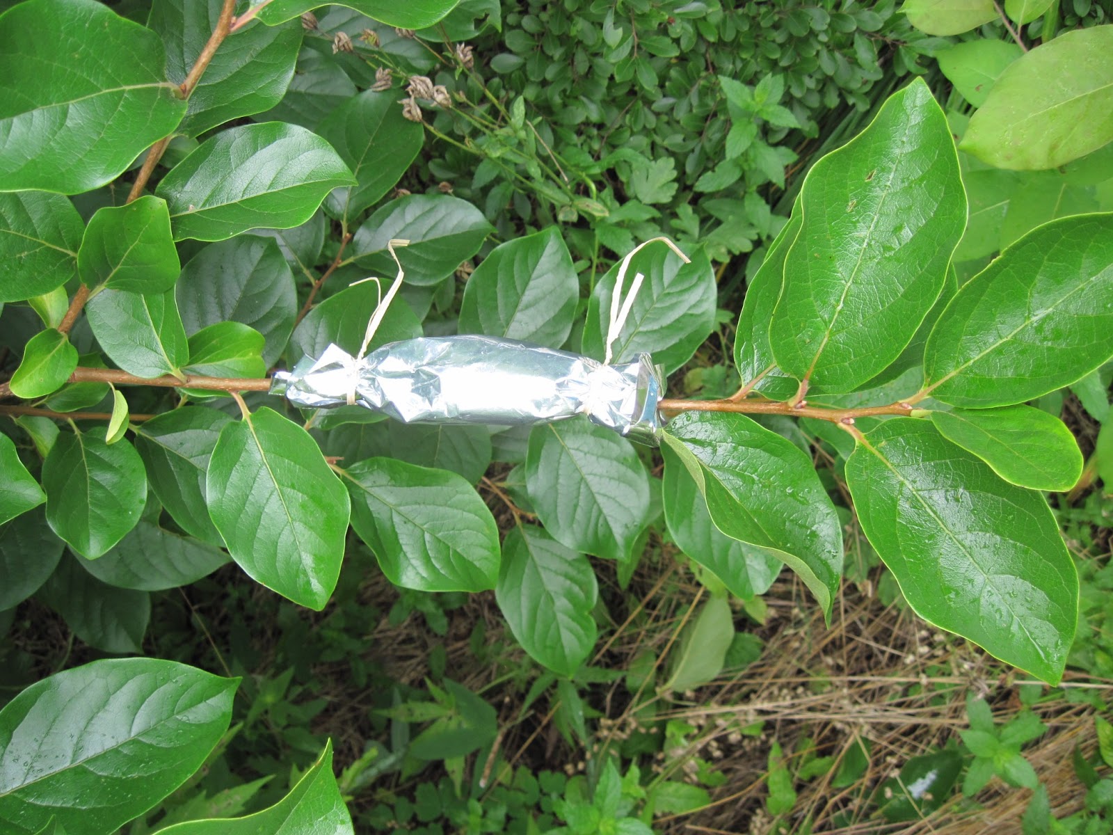 Central Virginia Organic Gardener Air Layering