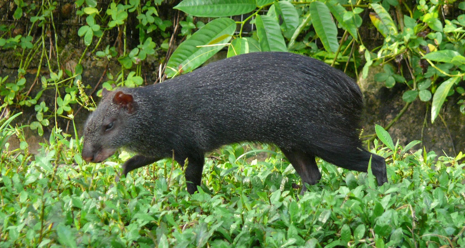 Agouti Animals Amazing Facts & Latest Pictures The Wildlife