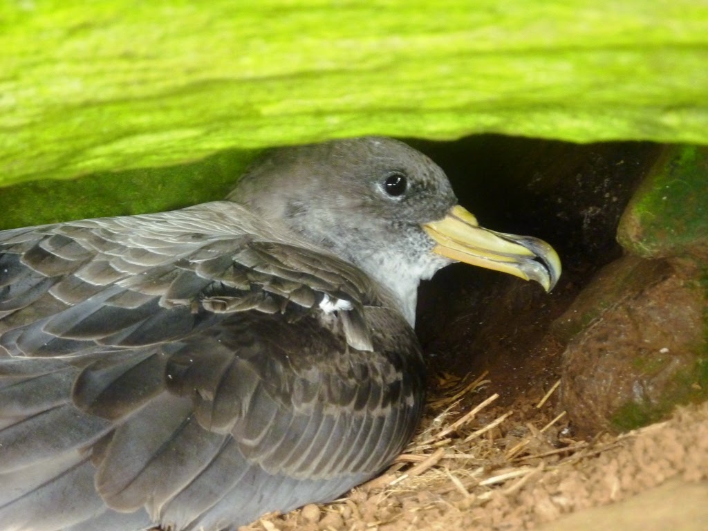 SPEA Açores: Olha quem são eles? No Corvo os Cagarros chegam a terra em