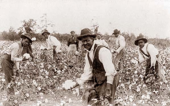 Picking Cotton by Hand. 