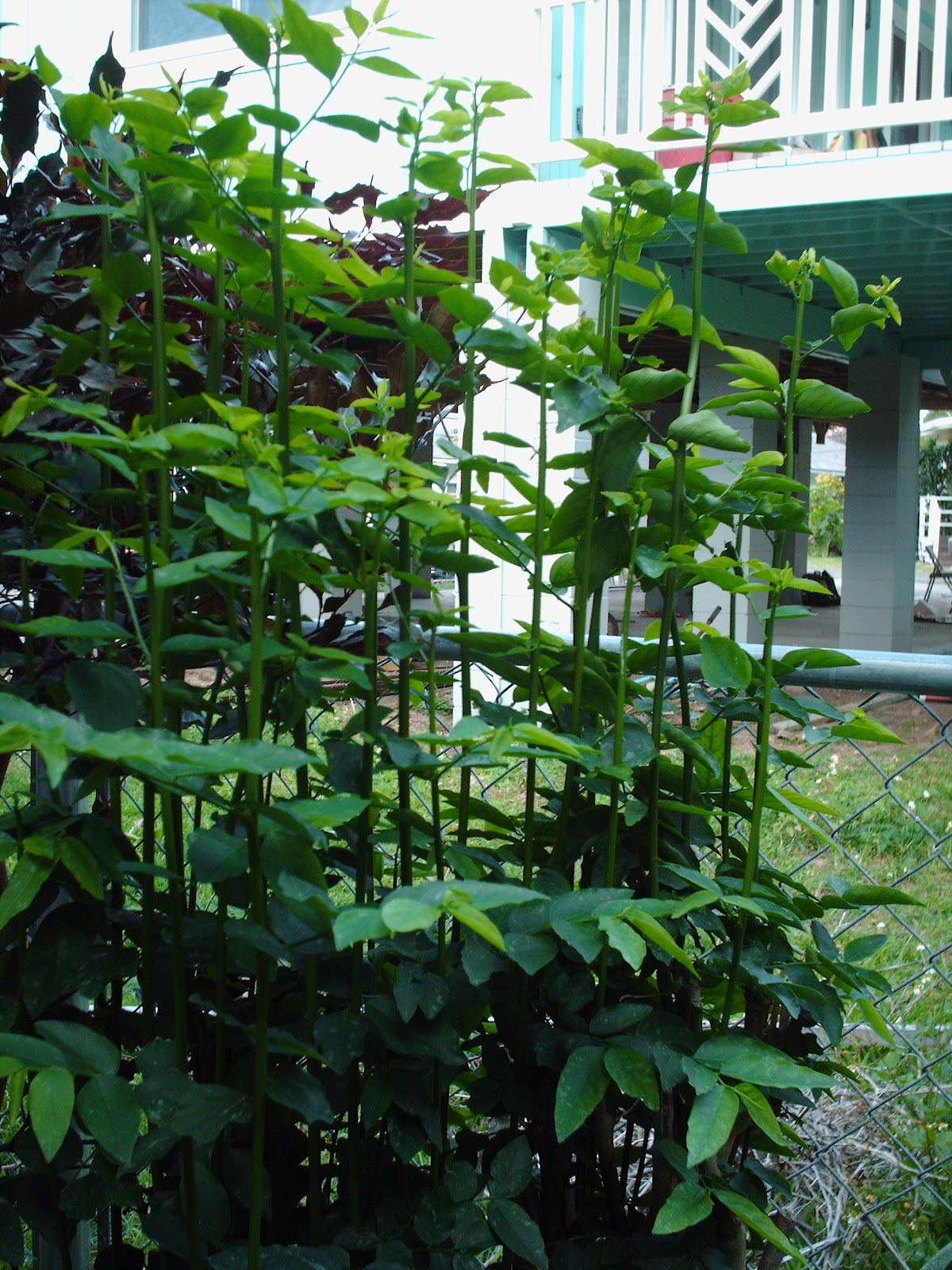 Sandra Maharani Sandra Logika On Pinterest