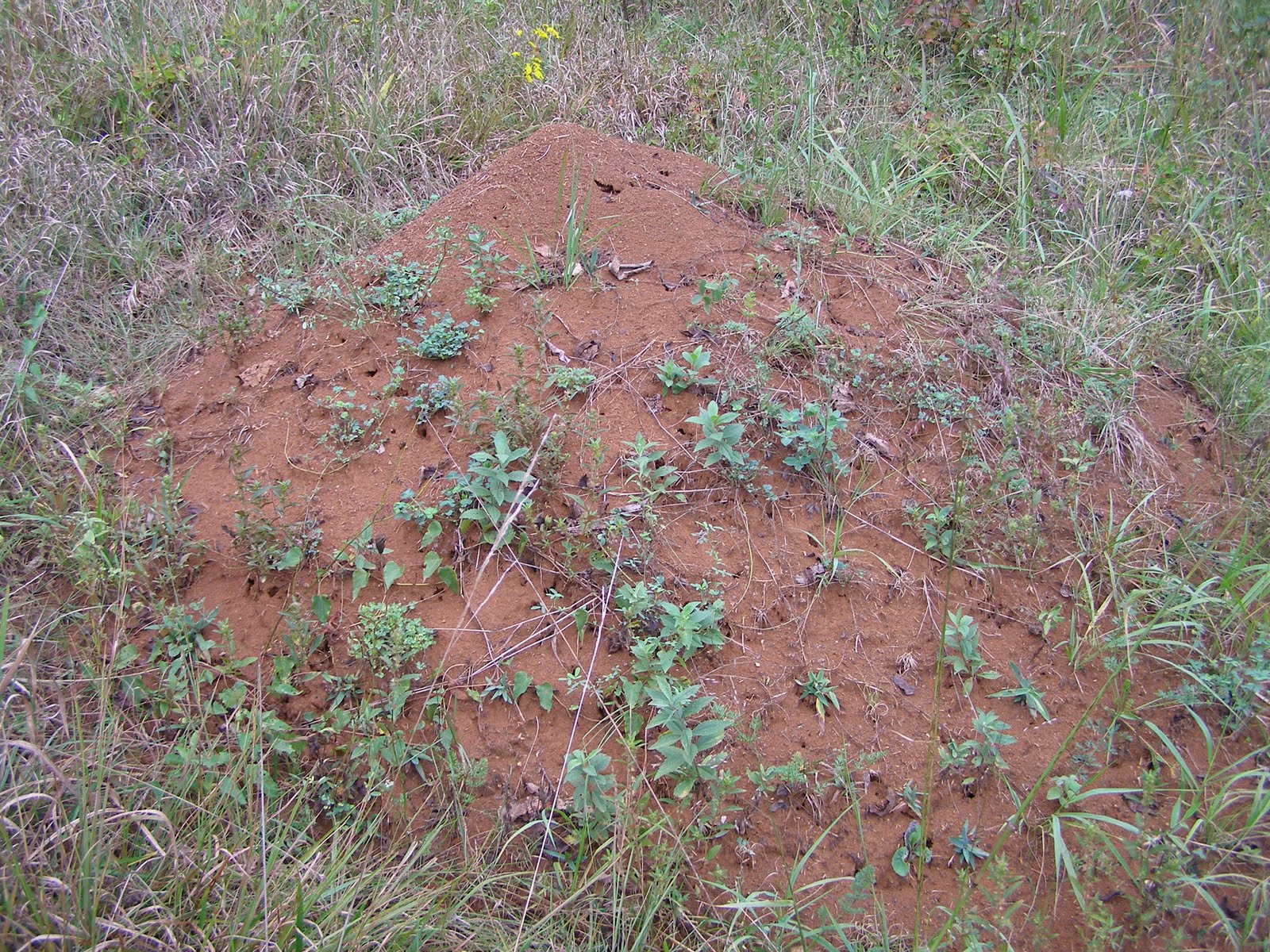Biggest Ant Hill