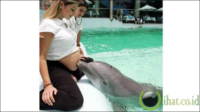 Lumba-lumba Lumba-lumba