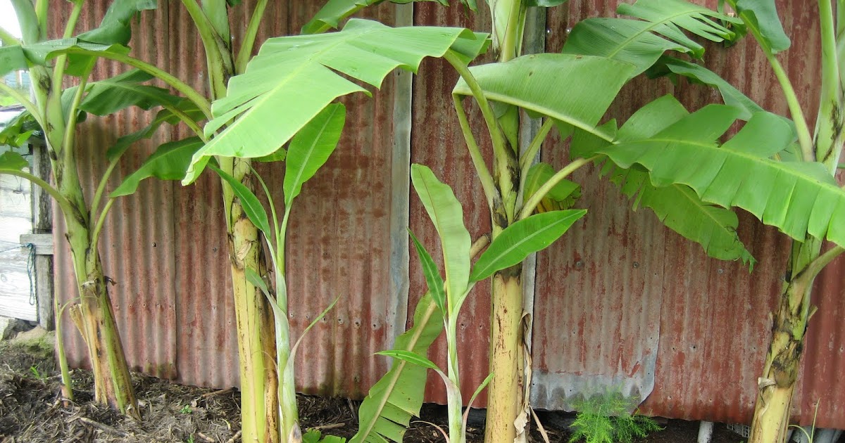 Life at Arbordale Farm Banana Babies