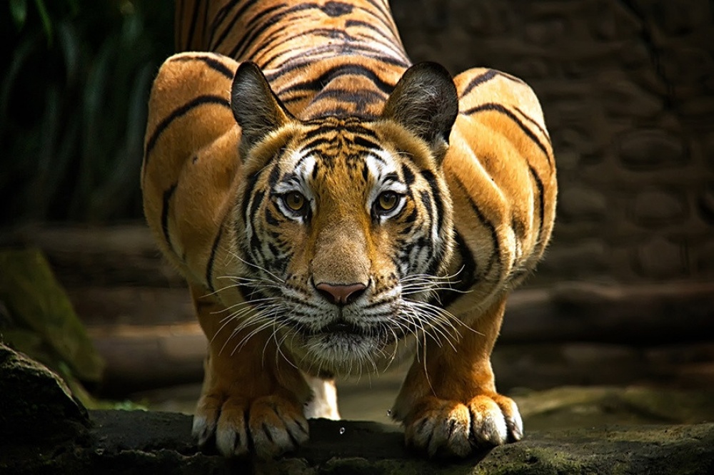 Красивые фото тигров (14 фото)