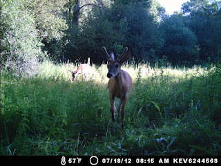 Trail Camera Pic