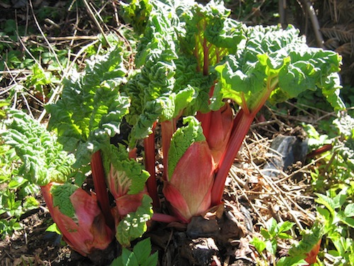 forced rhubarb in the garden