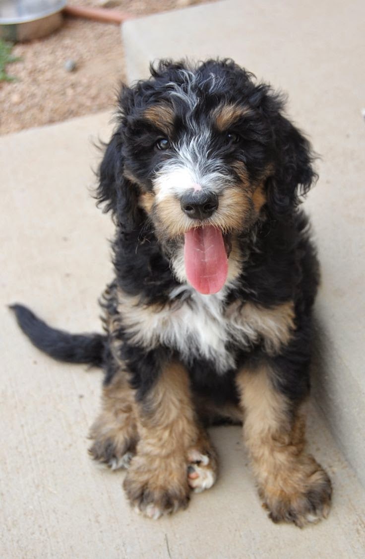 Dog Breed Test Nz Dog Breed Test Nz