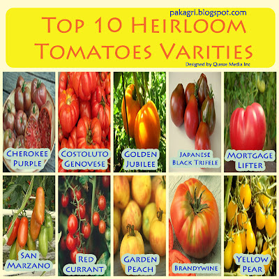 Top 10 Heirloom Tomatoes Varities