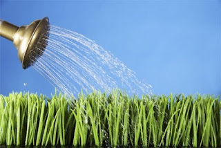 Fungsi dan Manfaat Air untuk Tumbuh-tumbuhan