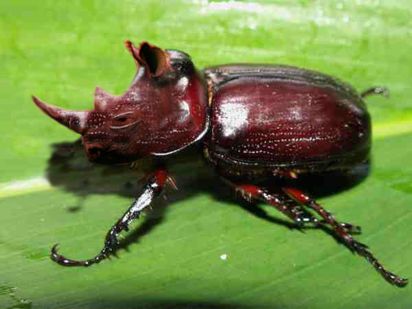 african rhinoceros beetle african rhinoceros beetle