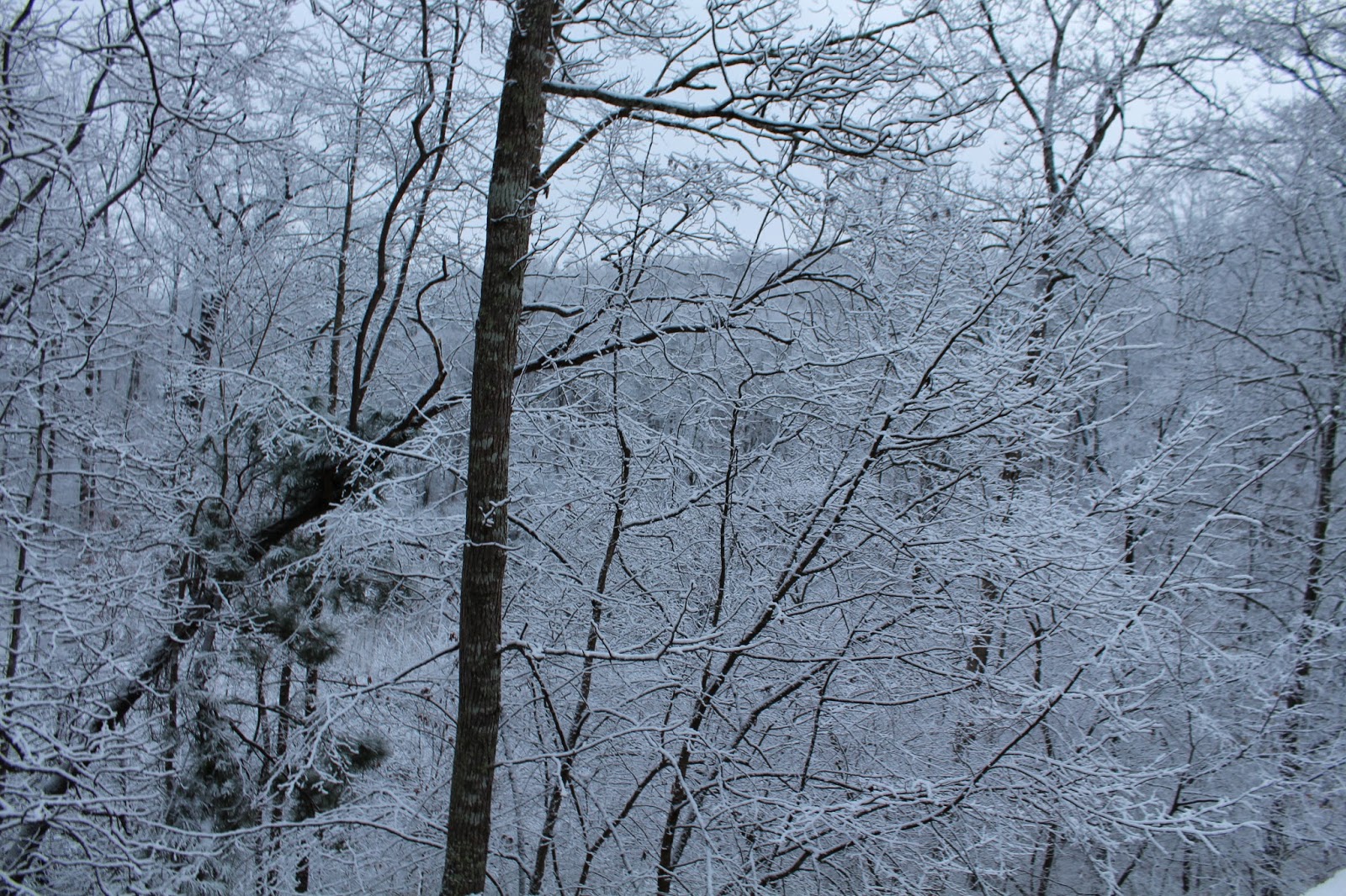 how many inches of snow are we getting today in albany ny