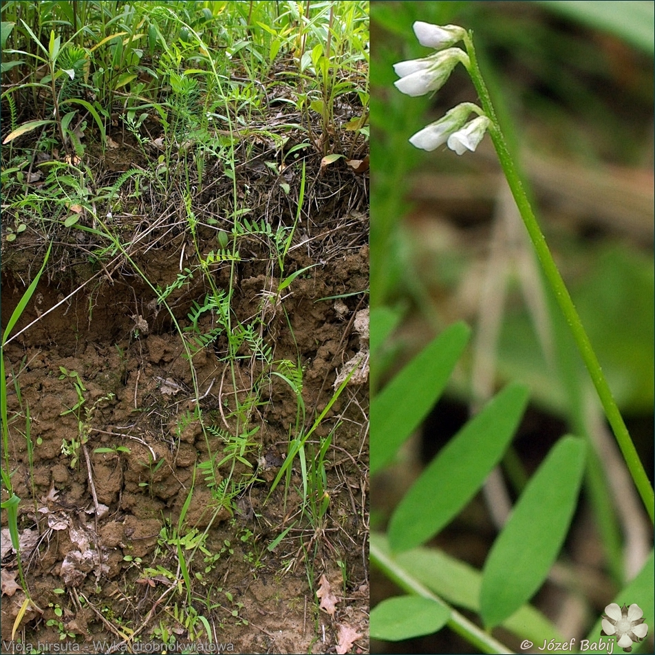 Vicia hirsuta - Wyka drobnokwiatowa