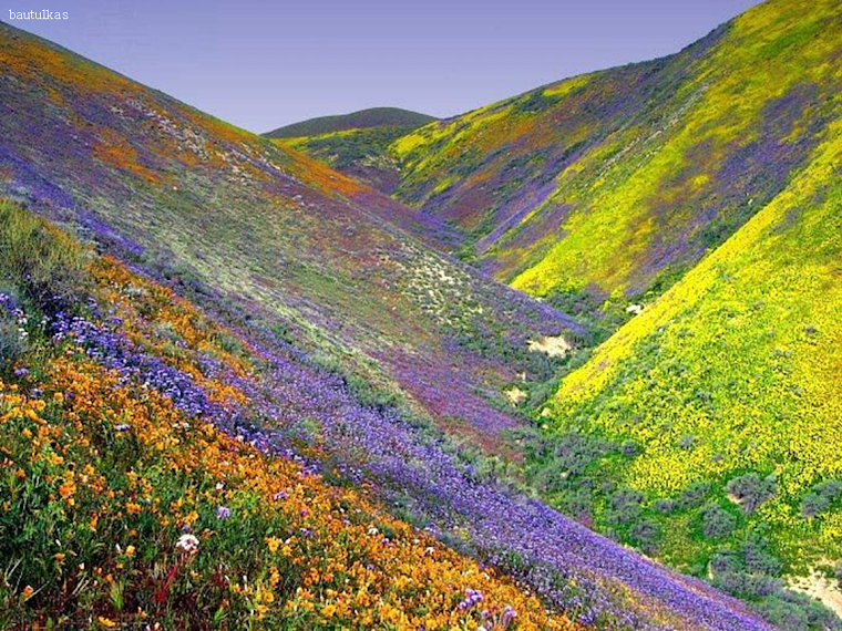 INPRESIONANTE COLORIDO