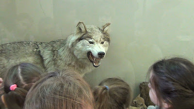 Волк в Зоологическом музее