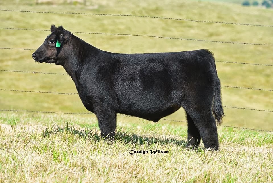 DIAMOND G CATTLE CO. Big Time State Fair Fat Steer!!