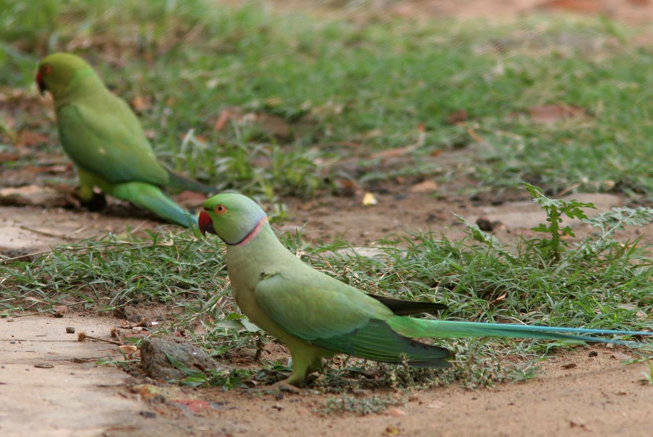 Imaje2012 Birds I saw in Dubai