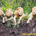 Resting Lions in Tanzania