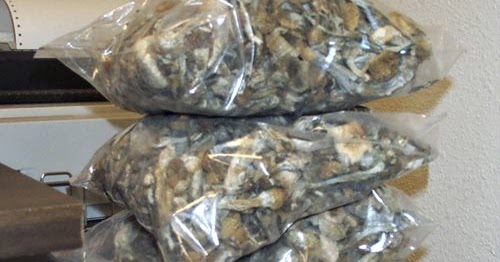 psilocybin mushrooms online psilocybin mushrooms online