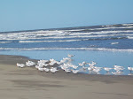 Padre Island National Seashore