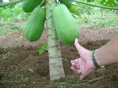 Pemberian pupuk untuk pepaya